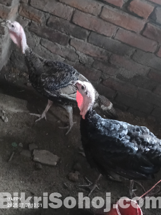 টার্কি মুরগি